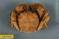 藏品(日本絨螯蟹)的圖片